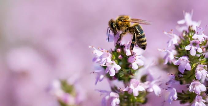 Poznejte botanickou zahradu s aplikací WalkIS