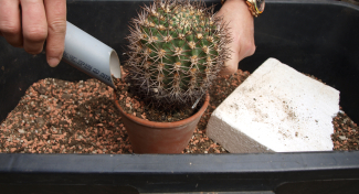 Repotting Cacti: Practical Tips and Advice