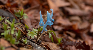 Botanical Expedition in South Korea