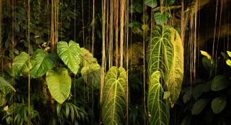 EVENTS AND EXHIBITIONS 2024 | Tropical Year at the Botanical Garden!