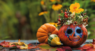 PUMPKIN EXHIBITION | Unique Arrangements, Workshops and Halloween Celebrations