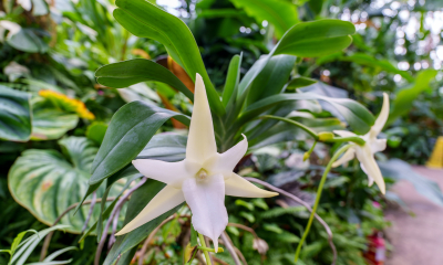 Angraecum sesquipedale