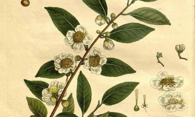 Camellia sinensis star, kresba