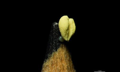 Epi helleborine pollinarium - Bačovske lesy 