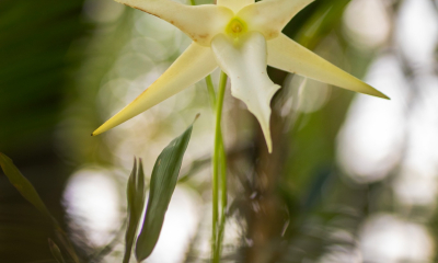 Angraecum sesquipedale