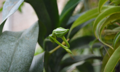 Angraecum sesquipedale